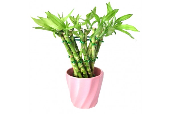 Lucky Bamboo Trumpet 